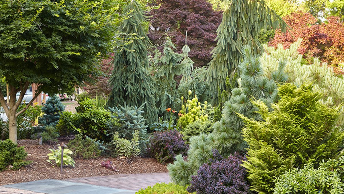 Gardeners Embrace Conifers with Seven Creative Uses - creative conifer uses
