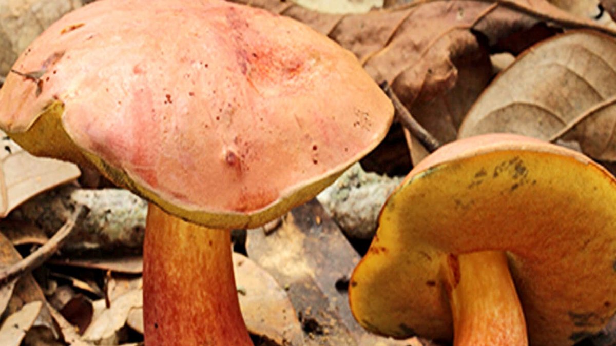 Mushroom Causes 'Tiny People' Hallucinations Mushroom Causes 'Tiny People' Hallucinations - mushroom hallucinations