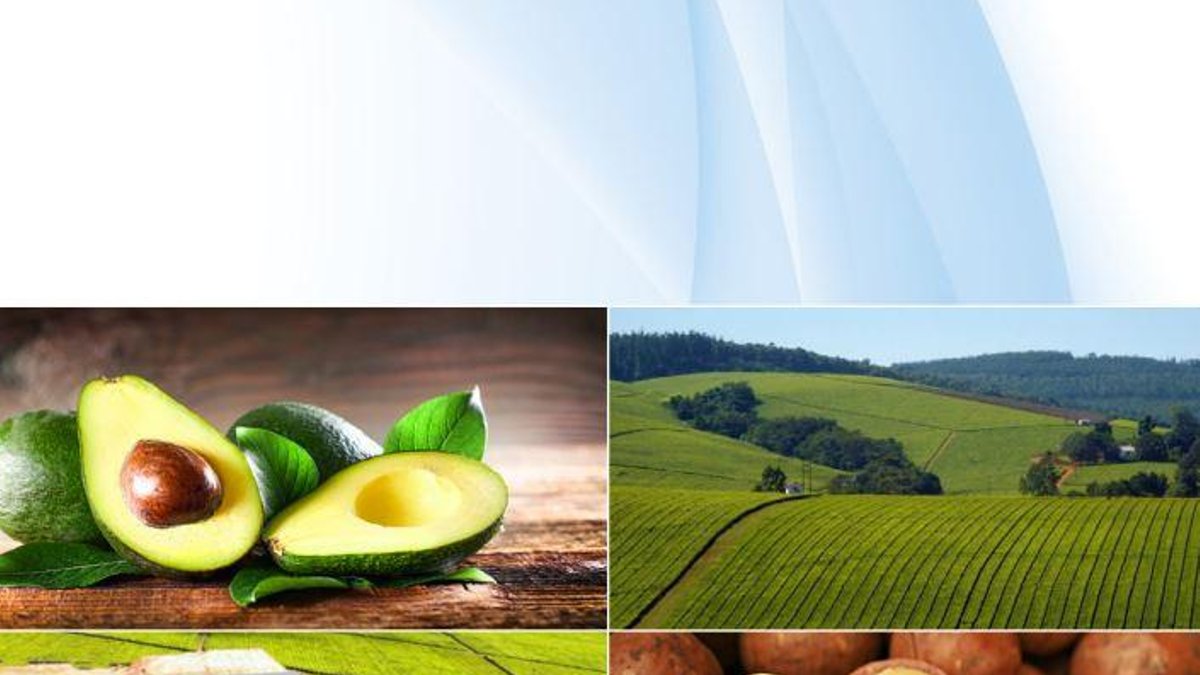 Zimbabwe’s tea dynasty passes to next generation - zimbabwe stock