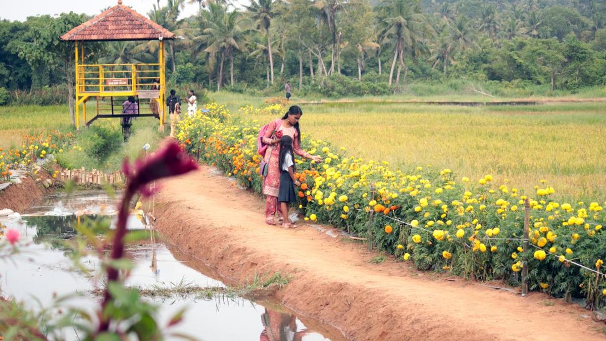 Mudapuram draws crowds this Onam - onam tree house