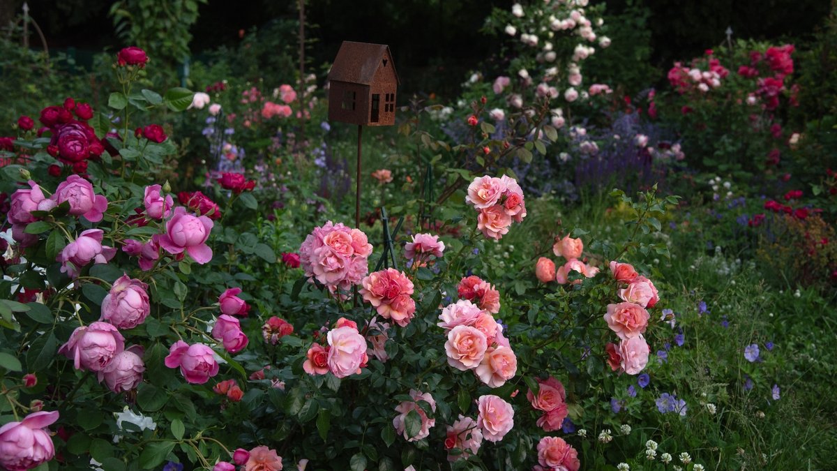 David Austin’s roses remembered by gardeners