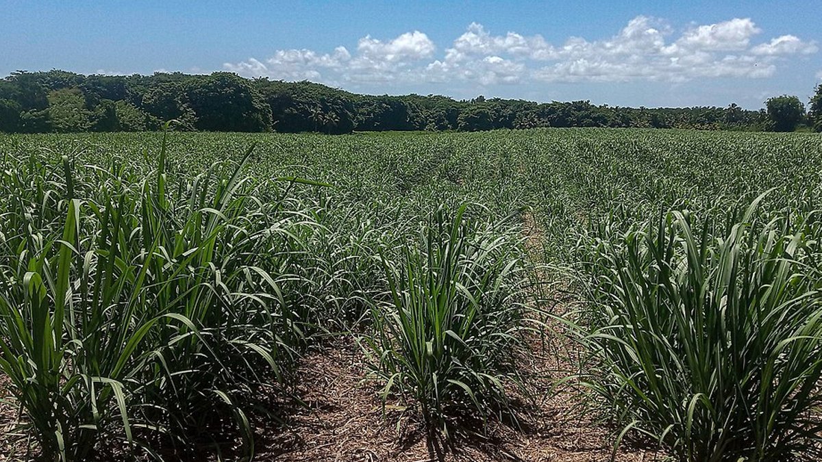 Forced Labor Persists on DR Plantations, Watchdog Finds Forced Labor Persists on DR Plantations, Watchdog Finds - forced labor dr