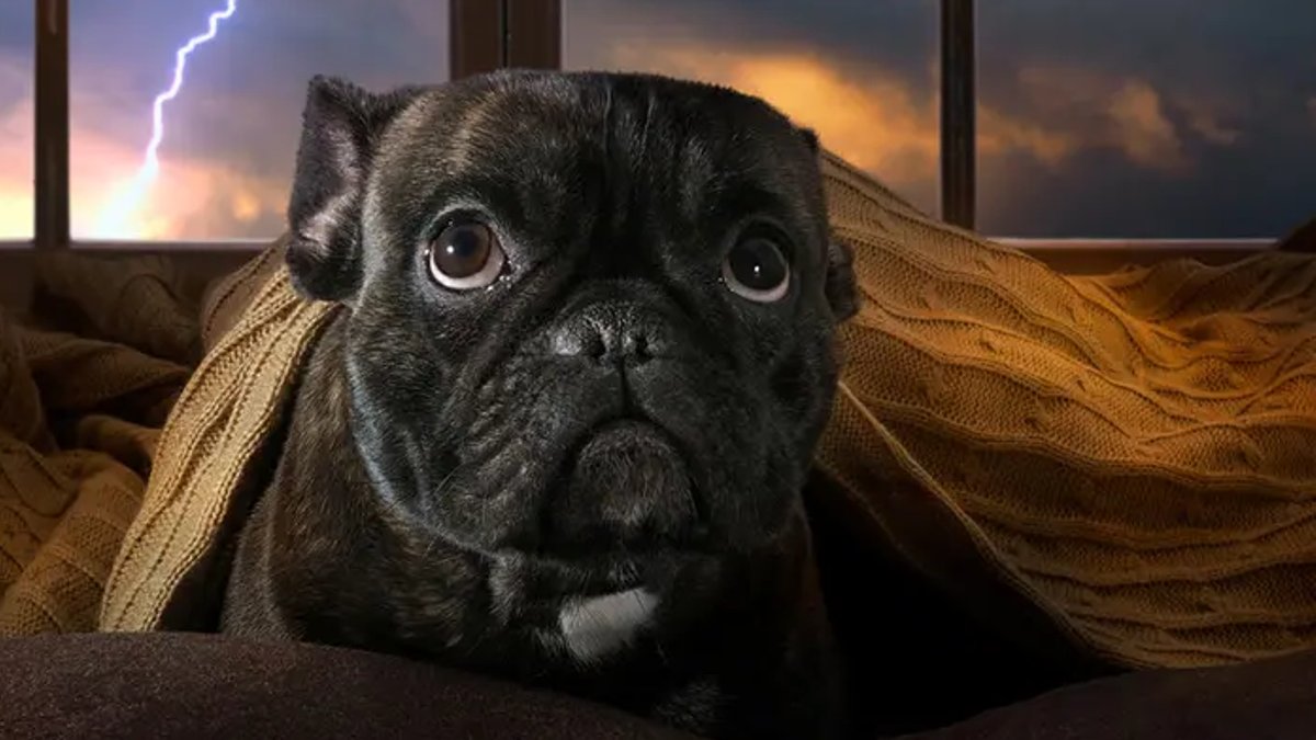 Helping pets cope with storm anxiety - storm anxiety