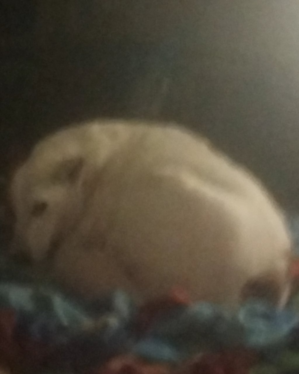 Lady