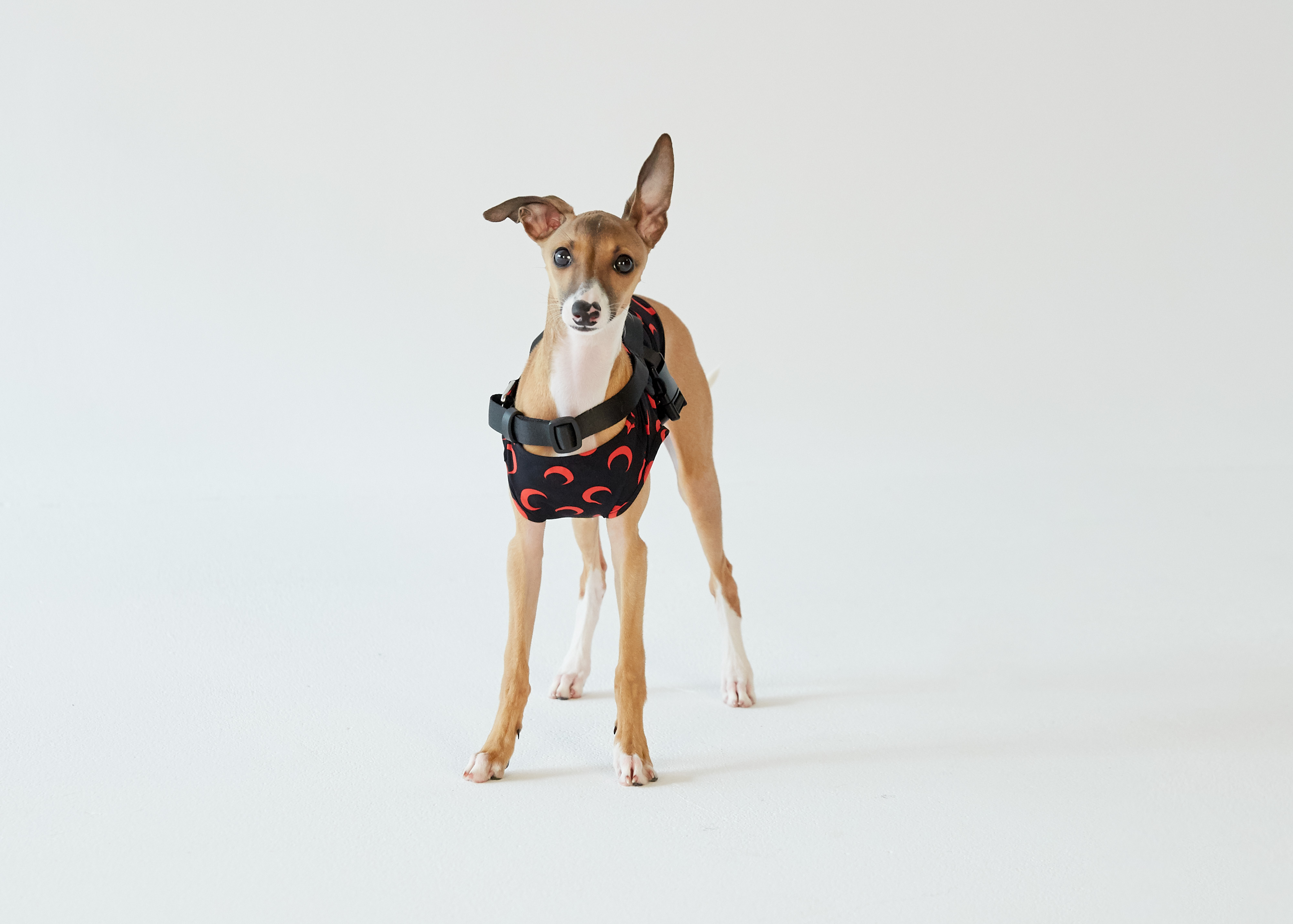 SSENSE HQ's All-Stars Introduce Dogwear SSENSE