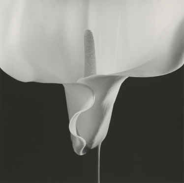 Robert Mapplethorpe’s Violent Light | SSENSE