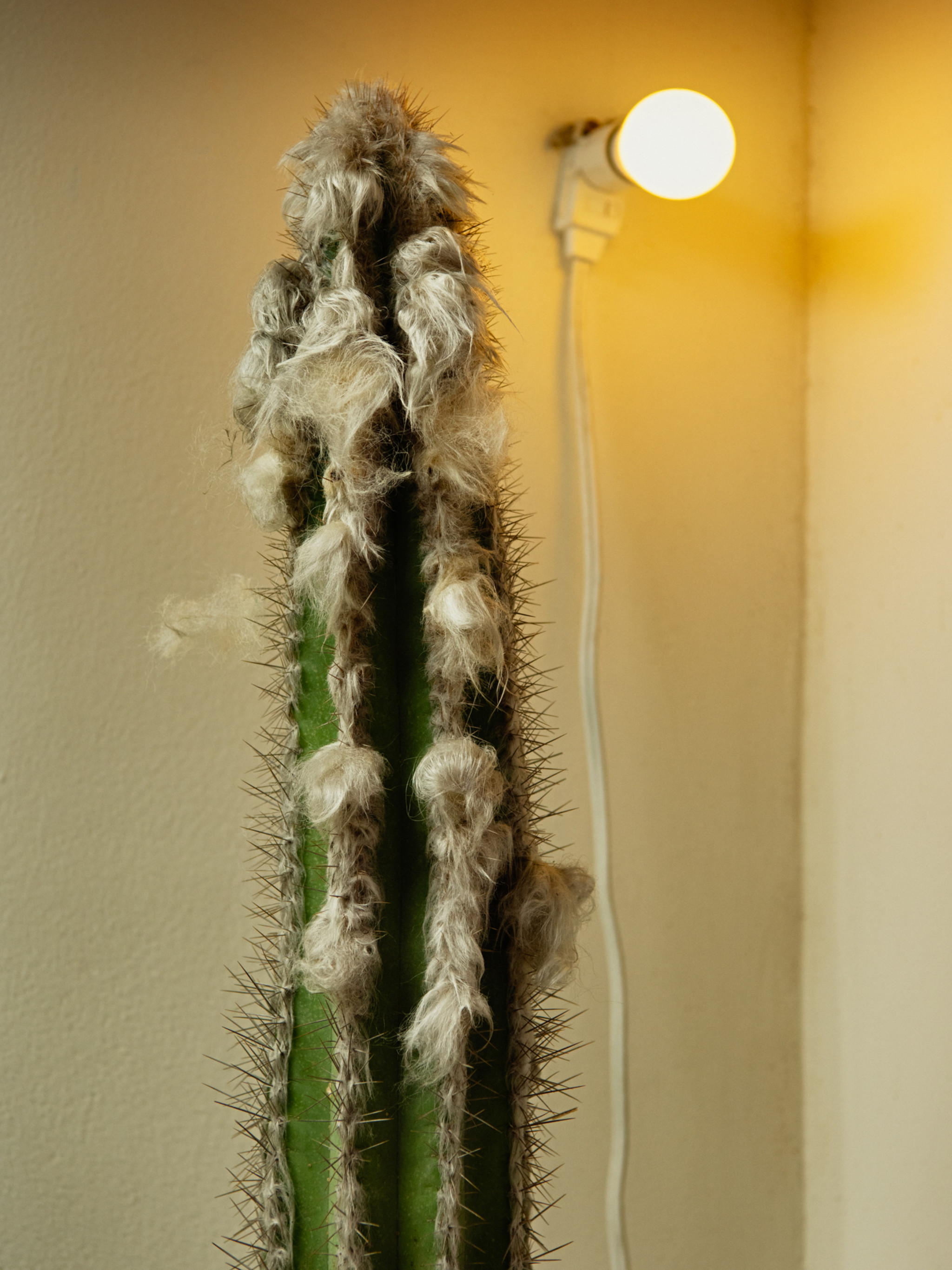 Welcome to the Hot Cactus Sanctuary | SSENSE