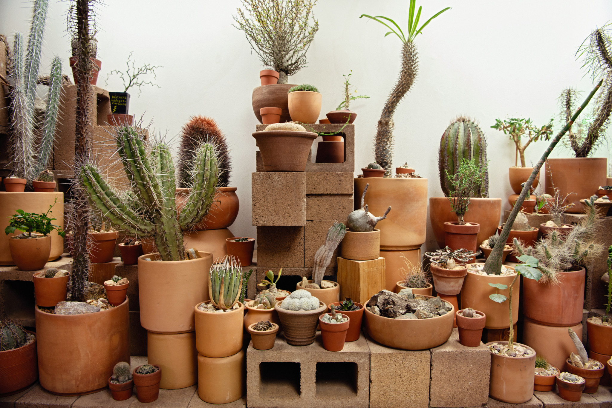 Welcome to the Hot Cactus Sanctuary | SSENSE