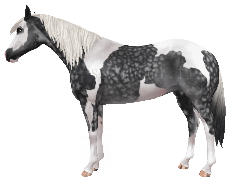 Pearl Sabino Clydesdale Wild Horse Islands (Download Now) 