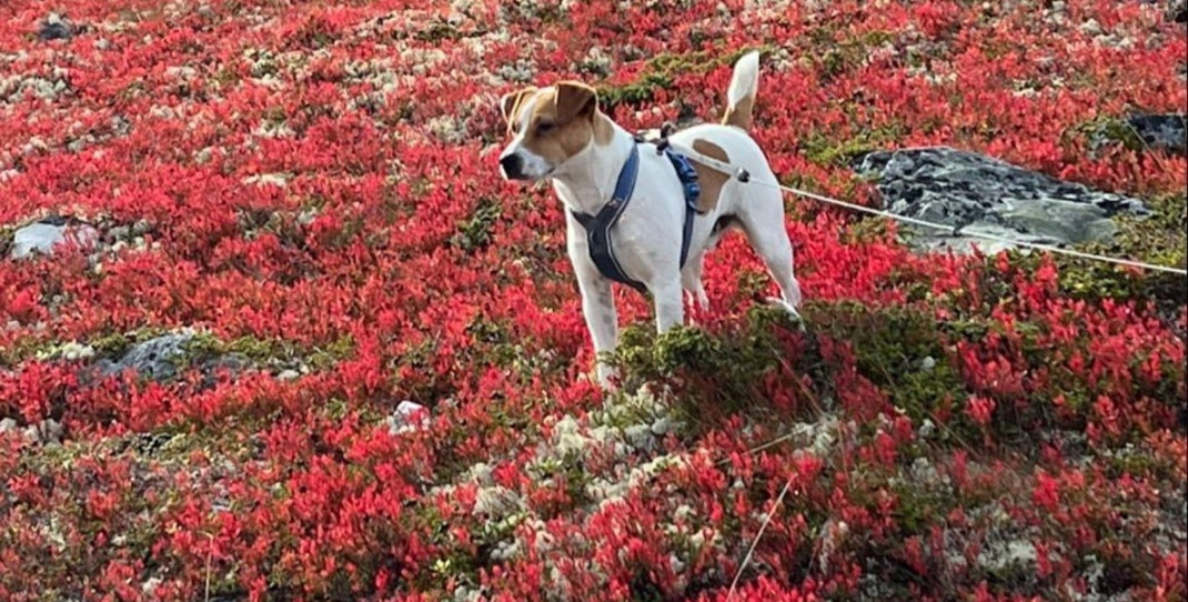 Hund i bånd