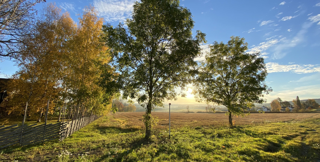 Høstfarger i åkeren