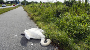 Død svane ved Endrestø. Illustrasjonsfoto. Død svane ved Endrestø. Illustrasjonsfoto.