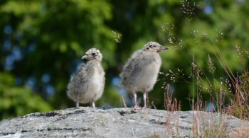 Sjøfuglene trenger all den ro de kan få gjennom hekkesesongen. Fra 15. april er det derfor forbudt å ferdes på og i nærheten av flere vernede øyer og holmer langs kysten (illustrasjonsbilde hentet fra Statsforvalteren i Agder sin hjemmeside).