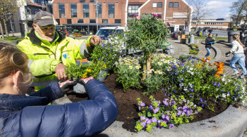 Gartnar Arvid Kro frå Park i Randaberg kommune hjelpte elevane frå Harestad skule med å få blomane trygt i jorda i blomsterurnene på torget.