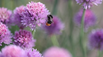 En humle samler nektar fra en lilla gressløkblomst, omgitt av flere uskarpe blomster i bakgrunnen.