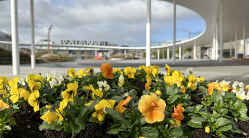 Vårblomster på Ruten