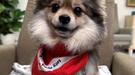 Nærbilde av besøkshunden Kira