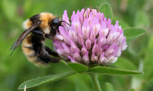 Miljøenheten - Trondheim kommune