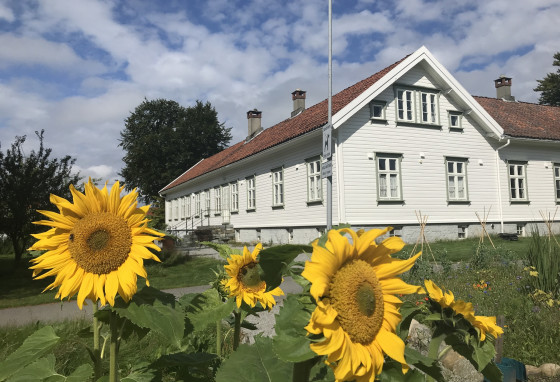 Bilde av solsikker, med hovedbygningen på Varatun gård i bakgrunnen