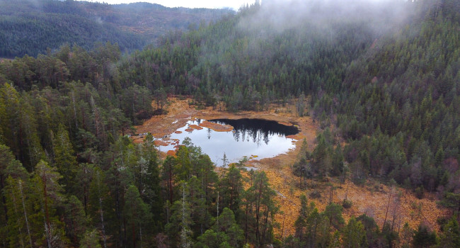 Bilde av et tjern omkranset av skog