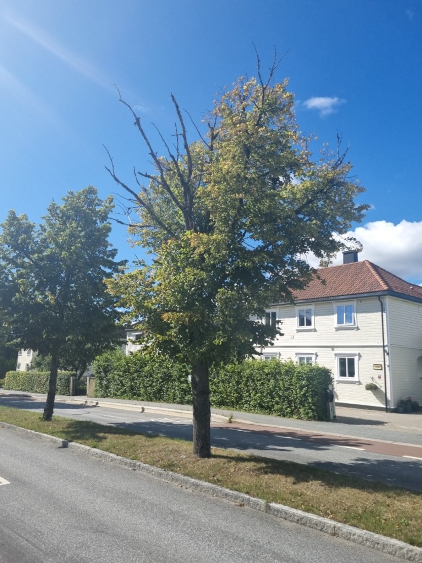 SVAKT: - Dette er et eksempel på et tre i Storgata som skal fjernes og erstattes med et nytt. Treet på bildet har blant annet svært tørre greiner som kan utgjøre en risiko. Dette bildet ble tatt i august , sier arborist Trond Lundestad (foto: arborist Trond Lundestad) 