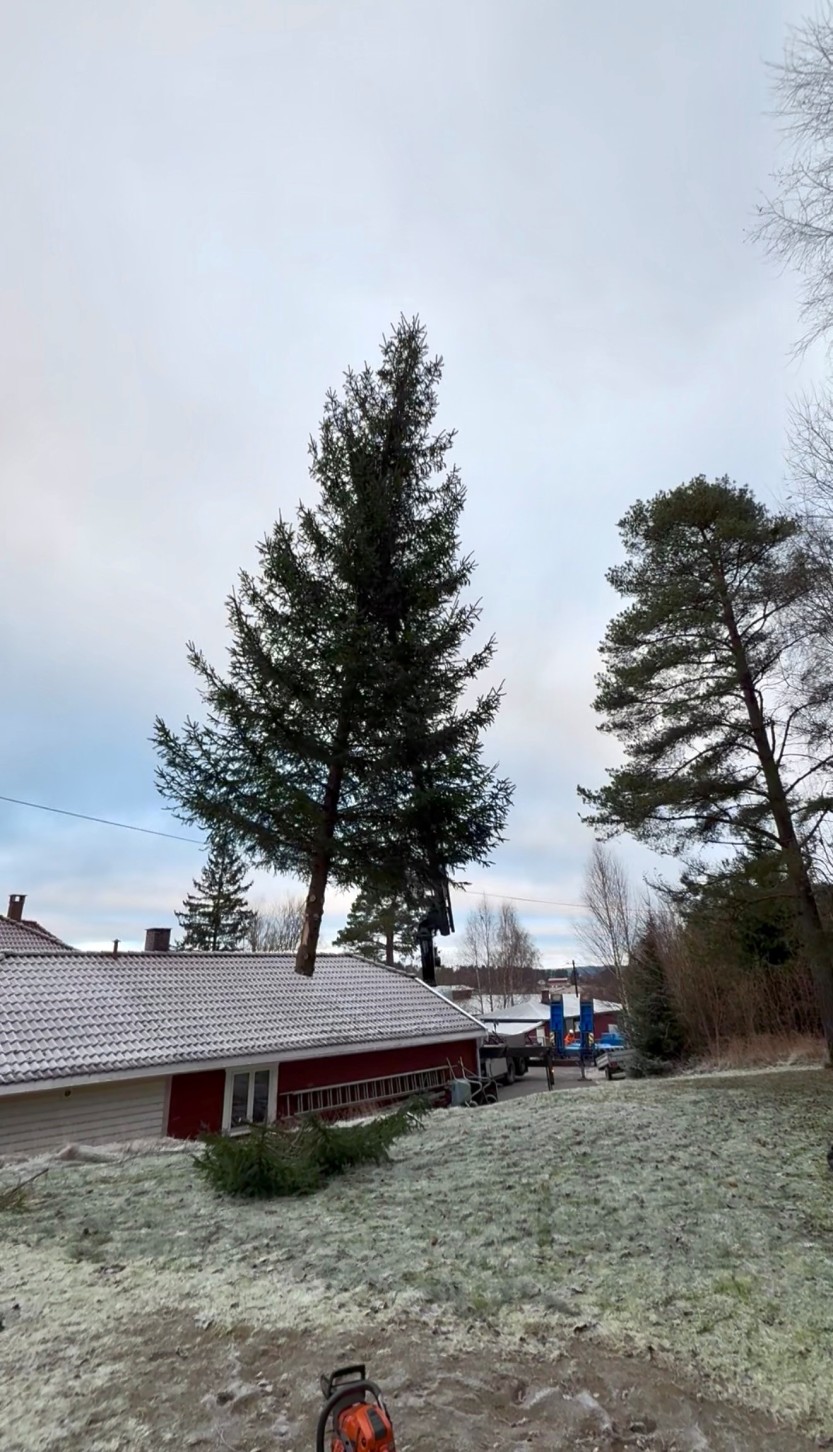 Dette flotte treet fikk pryde torget i Sarpsborg. Det ble hentet hos en innbygger i november 2025.