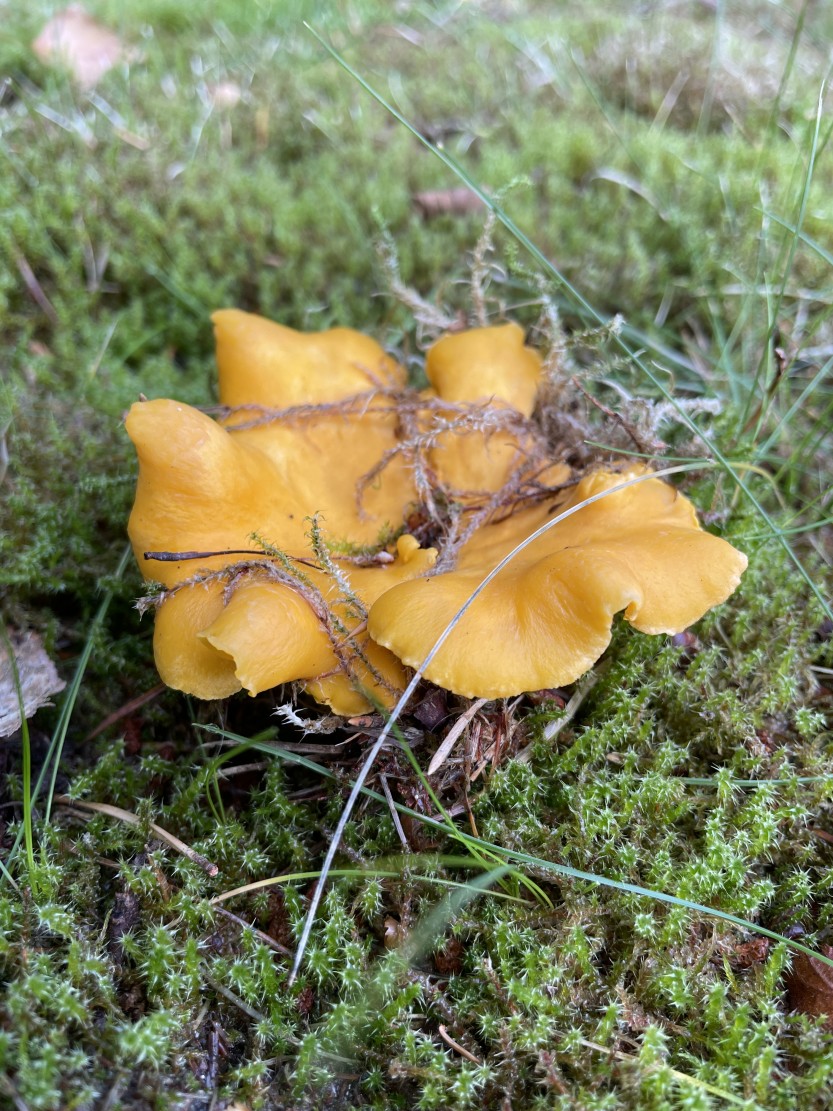 Kantarell. Ilustrasjon sopp.