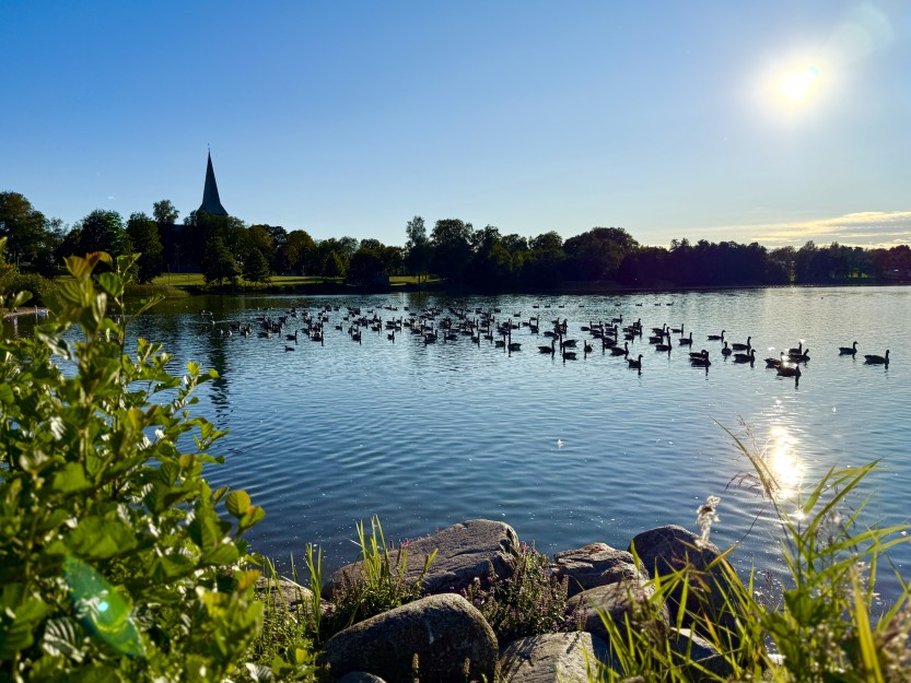 Kanadagjess på Tunevannet