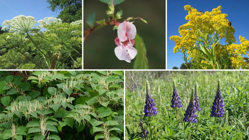 Kjempebjørnekjeks, kjempespringfrø, kanadagullris, parkslirekne og lupiner er skadelige fremmede arter som er uønsket i norsk natur.
