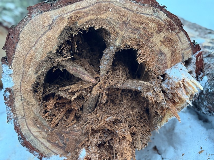 DØDT: Ett av de døde trærne som felles (foto Ole Christian Foss)