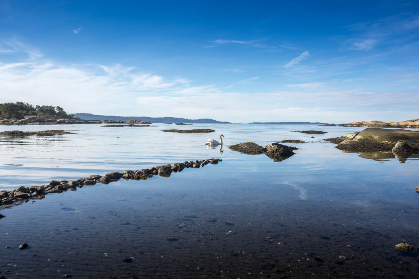 Svane på Øketangen.
