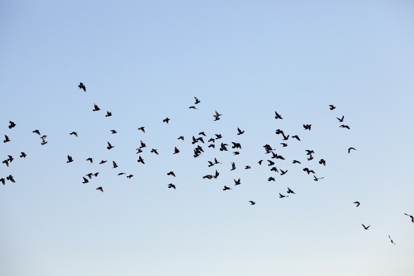 Fugleflokk på himmelen
