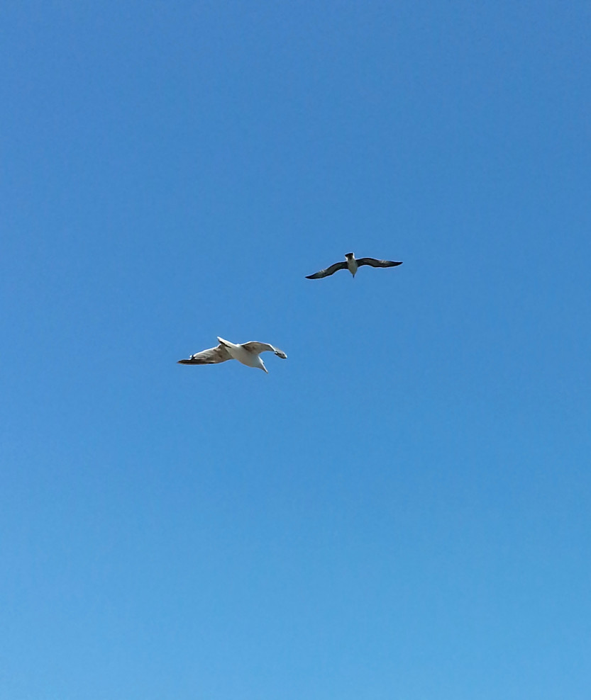 Illustrasjonsfoto måker