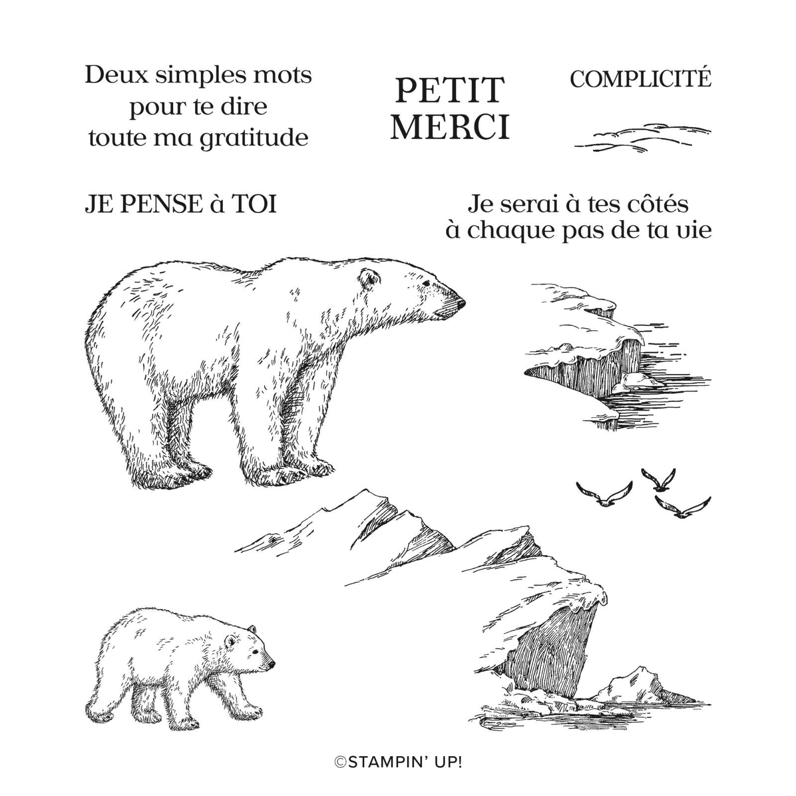 Stampin Up Ours Polaires Bundle French