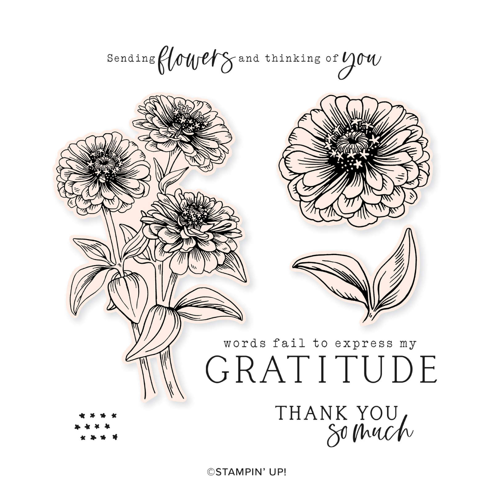 Stampin Up Zinnia and Latte Stamps in the Mail Kit
