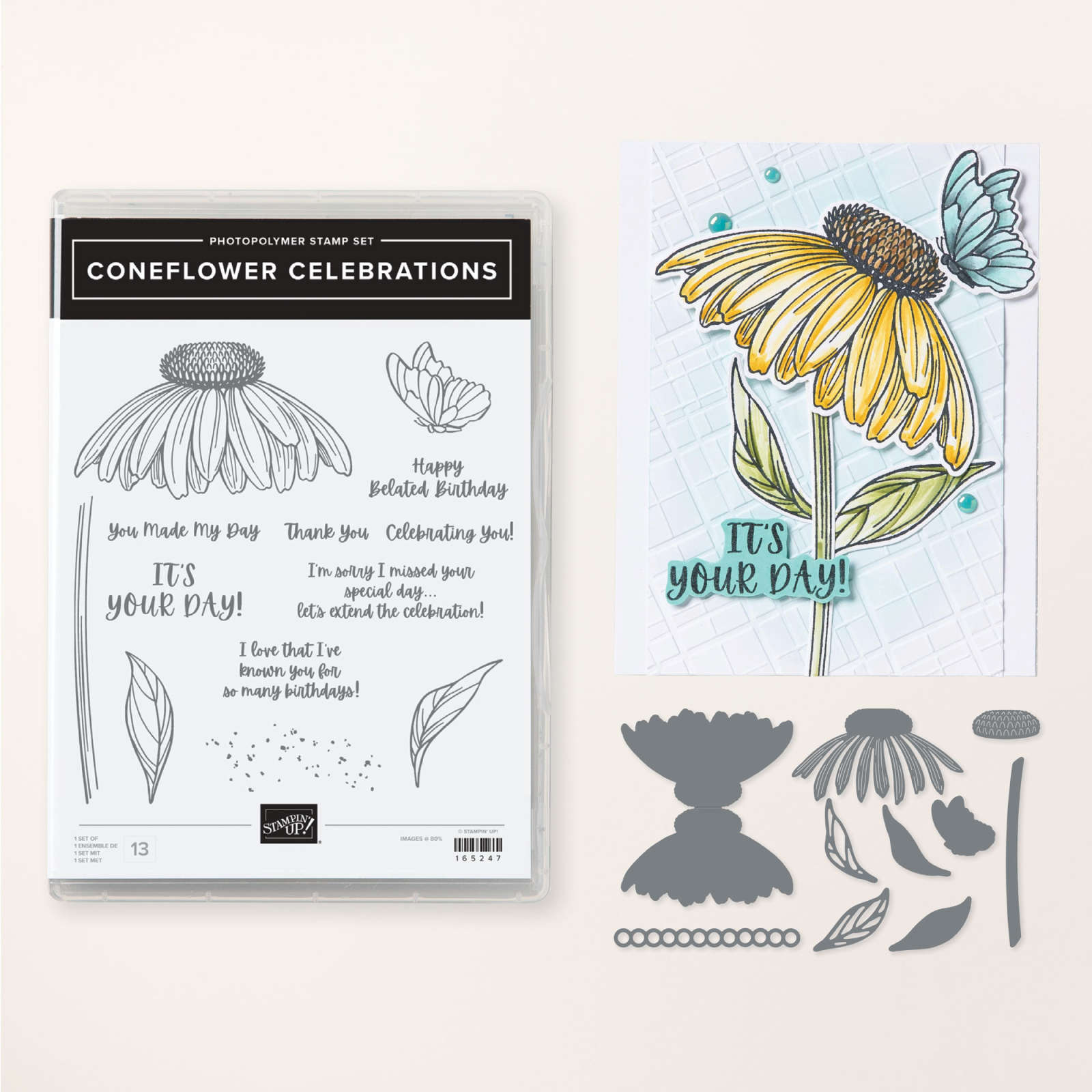 CONEFLOWER CELEBRATION BUNDLE (ENGLISH)