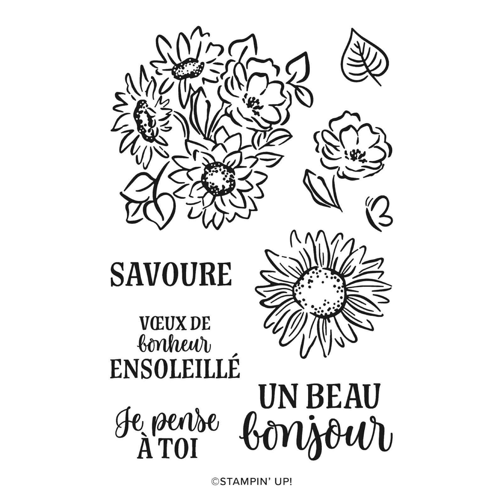 LOT TOURNESOLS ÉCLATANTS (FRANÇAIS)
