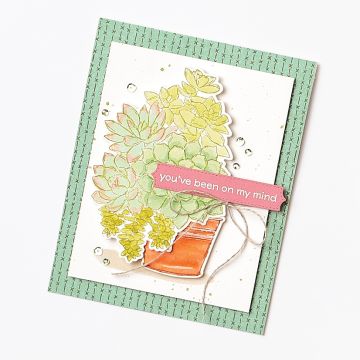 LOT SIMPLY SUCCULENTS