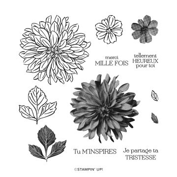 DAHLIAS DÉLICATS PHOTOPOLYMER STAMP SET (FRENCH)