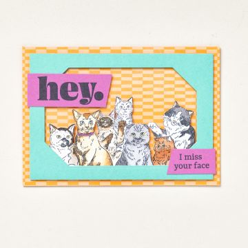 SET DE TAMPONS AMOVIBLES MEOW MATES