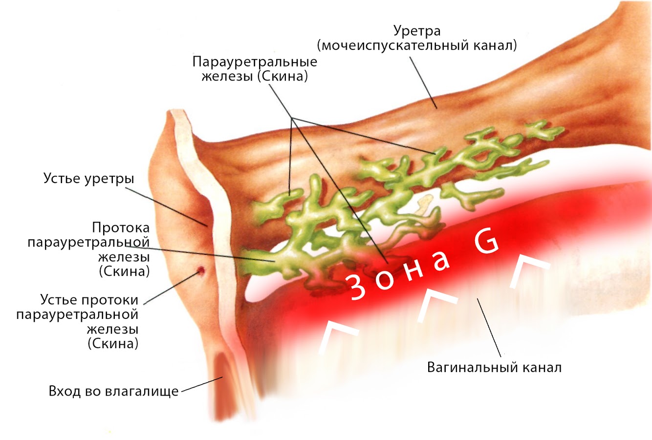 Оргазм. Частина 6. Зона G - проекція залоз Скіна.