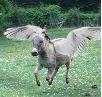 donkey 3.jpg
