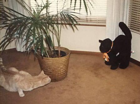 Cat.jpg