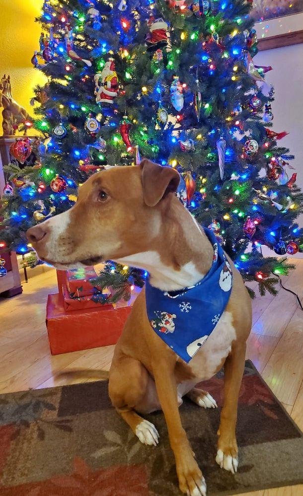Reggie Christmas.jpg
