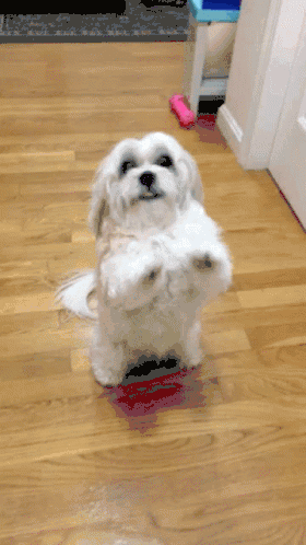 puppy-please.gif