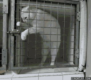 cat escape .gif