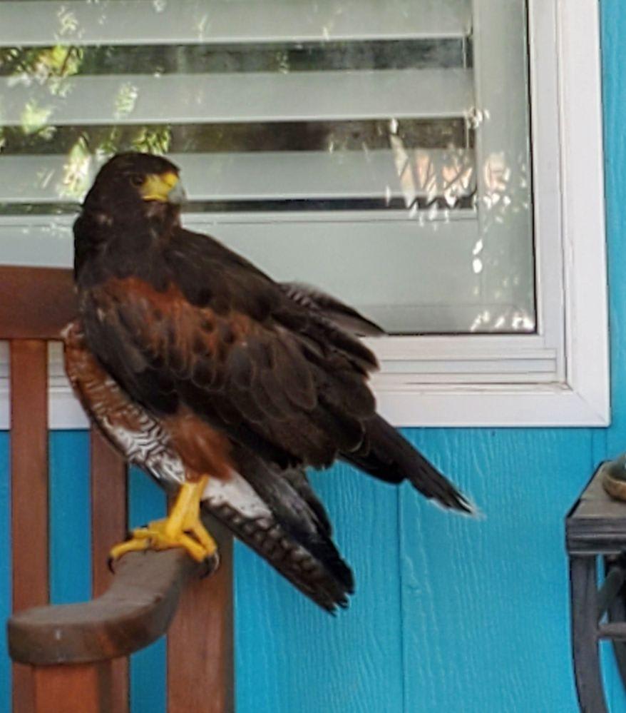 Harris Hawk.jpg