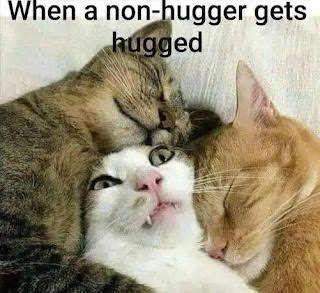 non hugger cat .jpg