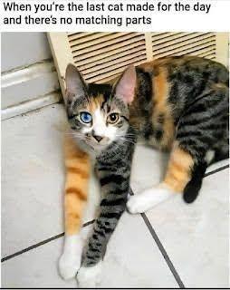 mixedcolorcat.jpg