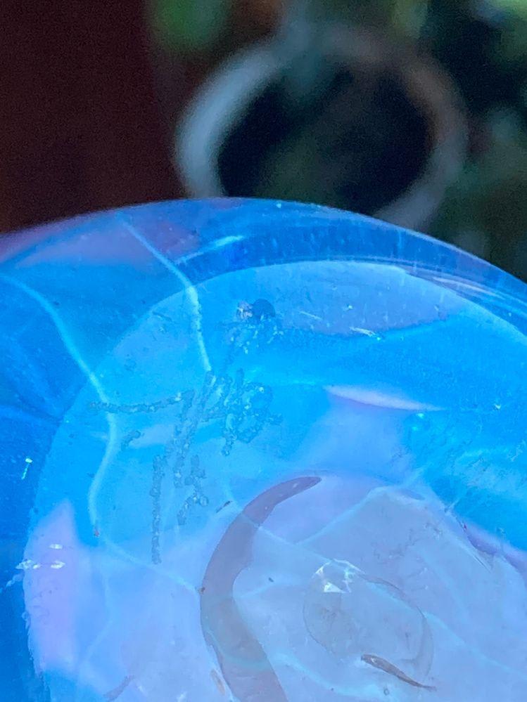 IMG_7166.JPG